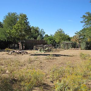 Denver Zoo 2010 - Grevy Zebra exhibit
