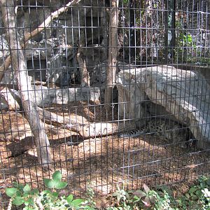 Denver Zoo 2010 - Snow Leopard outdoor cage
