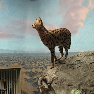 Denver Zoo 2010 - Serval indoor exhibit
