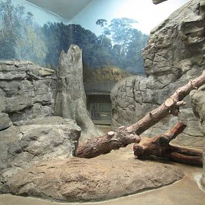Denver Zoo 2010 - Indoor exhibit in the Feline House