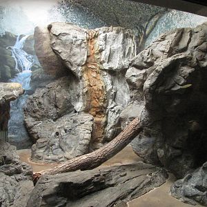 Denver Zoo 2010 - Indoor exhibit in the Feline House