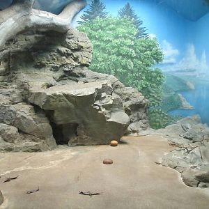 Denver Zoo 2010 - Indoor Amur Tiger exhibit in the Feline House