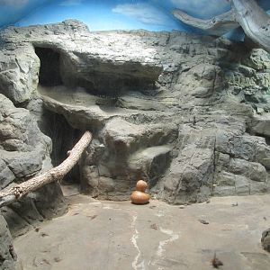 Denver Zoo 2010 - Indoor Amur Tiger exhibit in the Feline House