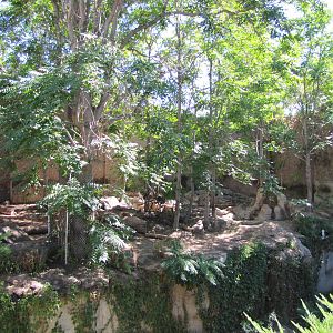 Denver Zoo 2010 - Right side of Amur Tiger outdoor exhibit