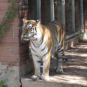 Denver Zoo 2010 - Amur Tiger