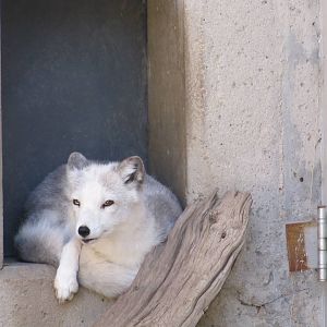 Denver Zoo 2010 - Arctic Fox