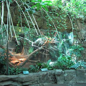 Denver Zoo 2010 - Inside Tropical Discovery