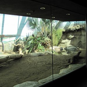 Denver Zoo 2010 - Komodo Dragon exhibit in Tropical Discovery