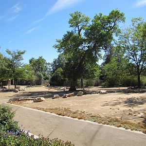 Denver Zoo 2010 - Przewalskis Horse exhibit