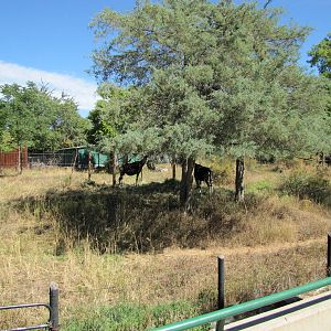 Denver Zoo 2010 - One of the Okapi exhibits