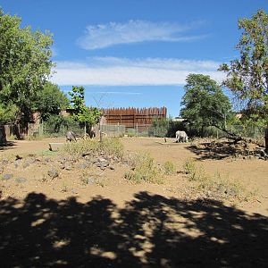 Denver Zoo 2010 - Second Grevy Zebra exhibit