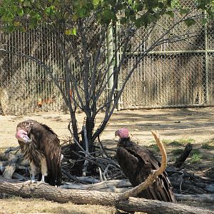 Denver Zoo 2010 - Lappet-faced Vulture
