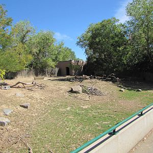 Denver Zoo 2010 - Mixed exhibit for Lappet-faced Vulture and Lesser Kudu