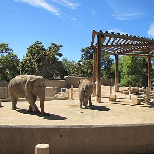 Denver Zoo 2010 - Asiatic Elephant exhibit