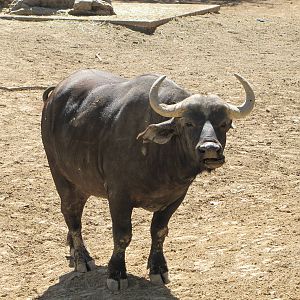 Denver Zoo 2010 - Cape Buffalo