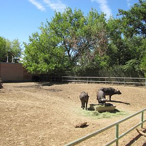Denver Zoo 2010 - Cape Buffalo enclosure