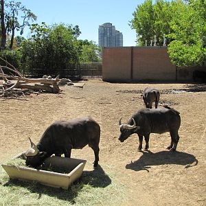 Denver Zoo 2010 - Cape Buffalo enclosure