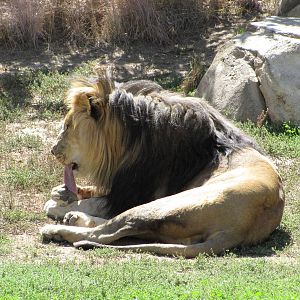 Denver Zoo 2010 - African Lion male in Predator Ridge