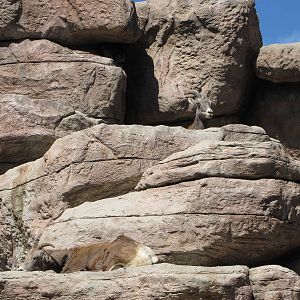 Denver Zoo 2010 - Rocky Mountain Bighorn Sheep