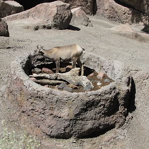 Denver Zoo 2010 - Rocky Mountain Bighorn Sheep