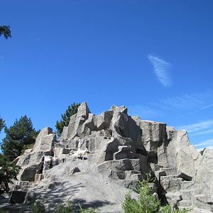 Denver Zoo 2010 - Dalls Sheep exhibit