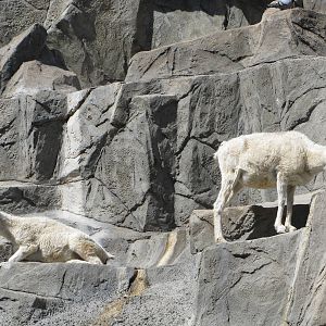 Denver Zoo 2010 - Dalls Sheep