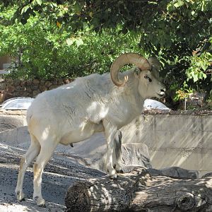 Denver Zoo 2010 - Dalls Sheep
