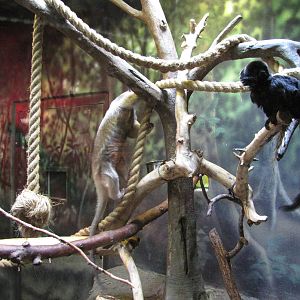 Denver Zoo 2010 - Southern Tamandua and Goeldis Monkey