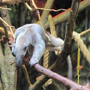 Denver Zoo 2010 - Southern Tamandua