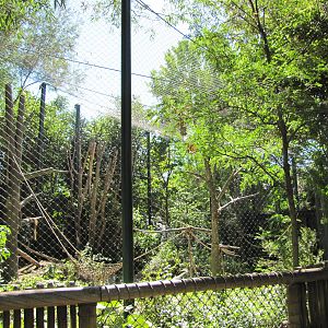 Denver Zoo 2010 - Outdoor exhibit in Primate Panorama