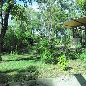 Denver Zoo 2010 - Gorilla exhibit in Primate Panorama