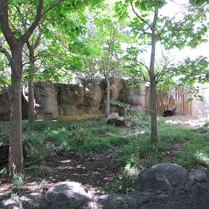 Denver Zoo 2010 - Yellow-backed Duiker exhibit
