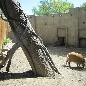 Denver Zoo 2010 - Red River Hog exhibit
