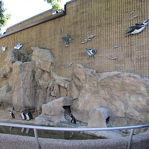 Denver Zoo 2010 - Jackass Penguin exhibit outside Bird World