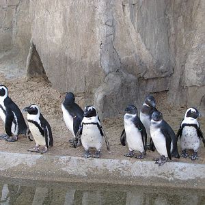 Denver Zoo 2010 - Jackass Penguins