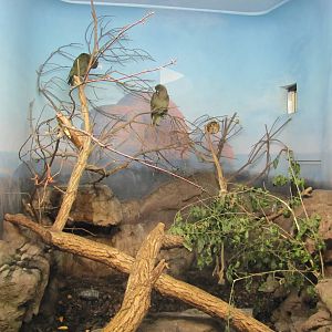 Denver Zoo 2010 - Kea exhibit in Bird World