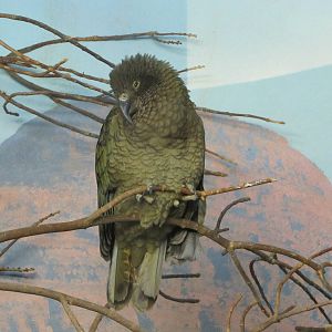 Denver Zoo 2010 - Kea