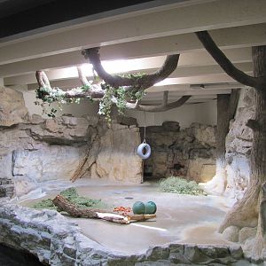 Denver Zoo 2010 - Malayan Tapir indoor exhibit in Pachyderm Habitat