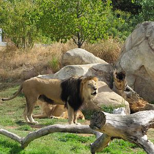 Denver Zoo 2010 - African Lions in Predator Ridge