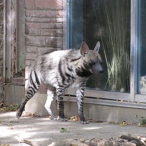 Denver Zoo 2010 - Striped Hyena in the old African Lion exhibit