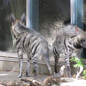Denver Zoo 2010 - Striped Hyenas in the old African Lion exhibit