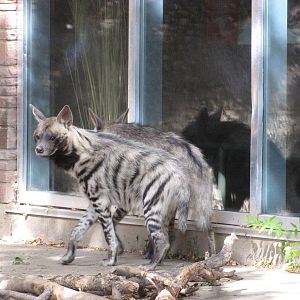 Denver Zoo 2010 - Striped Hyena in the old African Lion exhibit