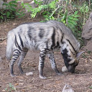 Denver Zoo 2010 - Striped Hyena in the old African Lion exhibit