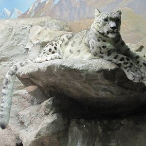 Denver Zoo 2010 - Snow Leopard