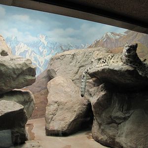 Denver Zoo 2010 - Snow Leopard indoor exhibit in the Feline House