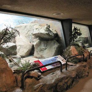 Denver Zoo 2010 - Inside the Feline House