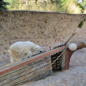 Denver Zoo 2010 - Polar Bear in Northern Shores