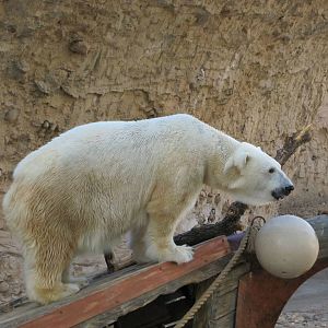 Denver Zoo 2010 - Polar Bear in Northern Shores