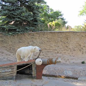 Denver Zoo 2010 - Polar Bear in Northern Shores