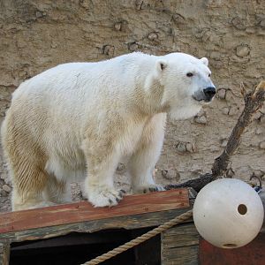 Denver Zoo 2010 - Polar Bear in Northern Shores